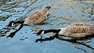 Geese Honking  Goose Sounds  Geese Fighting Sound [upl. by Savannah315]