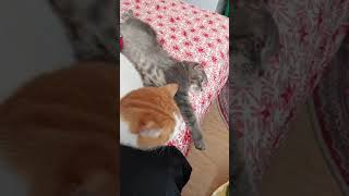 cat cats cartoon tranding catvideos catlovers [upl. by Enneibaf]