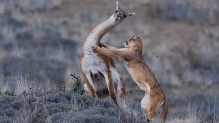 Puma da Patagônia abate guanaco para alimentar seus filhotes vidasnopantanal [upl. by Willumsen704]