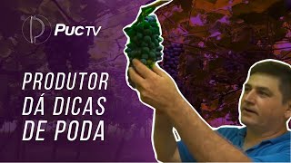 PRODUTOR DÁ DICAS DE PODA PLANTIO E COLHEITA DA UVA [upl. by Daye825]