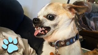 Funniest Chihuahuas 2018  Try Not To Laugh  That Pet Life [upl. by Arleta]