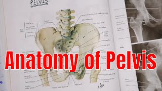 Anatomy of Pelvis  pelvis region  anatomy of pelvis in UrduHindi  2020 [upl. by Thibault]