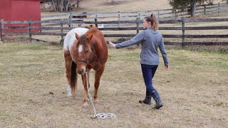 Horse Groundwork Exercises for Building Trust [upl. by Sucramrej]