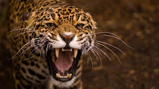 Leopard Documentary  Big Cats Wildlife HD [upl. by Ahmad]