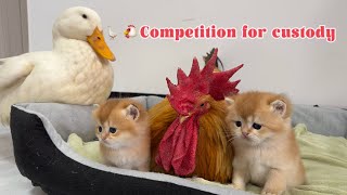 Ducks and roosters compete for custody of kittensMother cats reaction is so funny and cute [upl. by Welcy586]