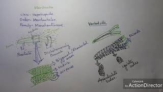 Marchantia sp  Vegetative body [upl. by Paulita]