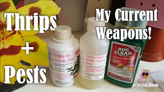 Thrips Identification and Killing My Current Treatment for Thrips and Spider Mites [upl. by Handel]