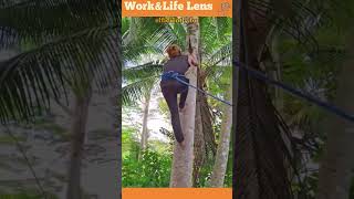 A man skillfully climbs a tree using hooked blades scaling the trunk with precision and ease [upl. by Solram]