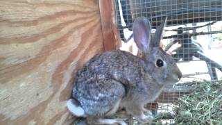 My pet cotton tail rabbit [upl. by Annodahs]