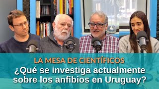 Los anfibios ¿Qué importancia tienen y qué rol cumplen en los sistemas ambientales [upl. by Ecyle]