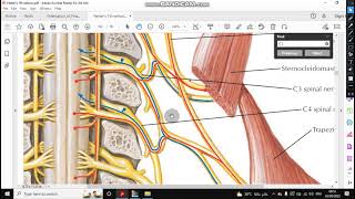 Sternomastoid muscle and relations [upl. by Pillihp995]