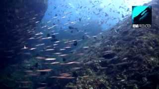 Diving Richelieu Rock part 3 Similan Islands Thailand [upl. by Hallvard]