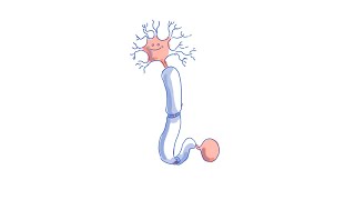 Multiple Sclerosis after mRNA Vaccine Mechanism Discussion [upl. by Ancalin]