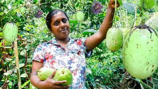 The Villagers prepare a Special Granadilla passion CurryGranadilla curry Village kitchen recipe [upl. by Ailb142]