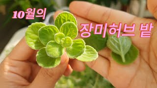 장미허브 적심과 삽목 지금 하세요  vicks plant [upl. by Sarnoff]