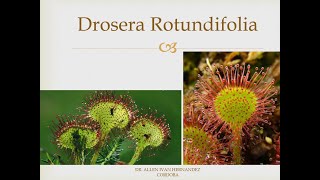 Drosera Rotundifolia Tos Ferina Tuberculosis [upl. by Rossie762]