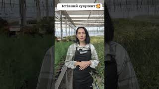 ЇСТІВНИЙ СУКУЛЕНТ😮 Карпобротус  AgroMarketua сукуленти [upl. by Halla]