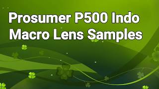 Prosumer P500 Indo Macro Phone Lens Review Samples [upl. by Naihr]