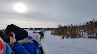 Dog sledding at Becks Kennels roller coaster start [upl. by Sehguh]