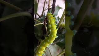 КАК ВЫРАСТИТЬ ГУСЕНИЦ ПАВЛИНОГЛАЗКИ SATURNIA PYRI Giant Peacock Moth Caterpillars Энтомология [upl. by Caplan]