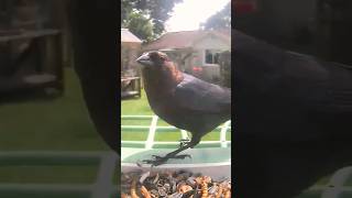 A cowbird is visiting the feeder [upl. by Tamah]