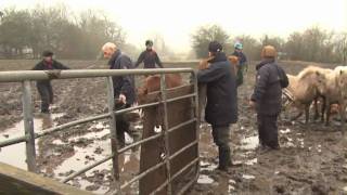 20 ponies rescued from a life of misery [upl. by Marcellina]