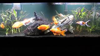 Comet and Fancy Goldfish with Parrot Cichlid Aquascape Update 51024 [upl. by Froemming]