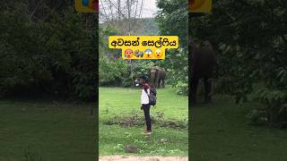 ආව මෙතන සෙල්ෆි ගහන්න 🐘😡😱 new elephantattack trending viralvideo shorts [upl. by Neelasor]