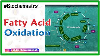 Fatty AcidOxidation  Beta oxidation of fatty acids  Biochemistry Animations [upl. by Francoise]