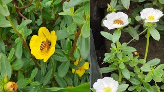 Honey bees collect honey from flowers [upl. by Zischke]