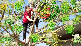 Harvesting Chinaberry Make fried noodles with eggs Goes to the market sell  Luyến  Harvesting [upl. by Michel]