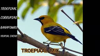 troepiaal  trupial  corrupiao  banafowru audio mix female  male TROPICAL BIRD SONG [upl. by Stock]