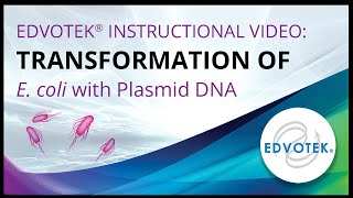 Transformation of E coli with Plasmid DNA  Edvotek Video Tutorial [upl. by Trevorr46]