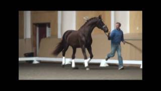 Farrington Keur Wellington x Doruto Pineland Stallion Show [upl. by Jobina216]