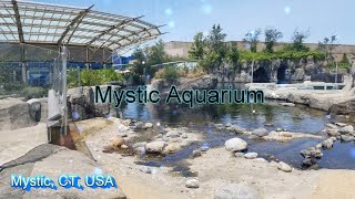 Mystic Aquarium Mystic CT  The Best Aquarium in Connecticut  Beluga Whales Seals Dinosaurs [upl. by Kilbride]