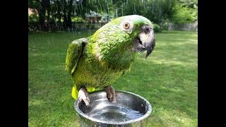 Stuff my 50 year old parrot says Warning a little salty at the end Instagram babybirby [upl. by Lynsey178]