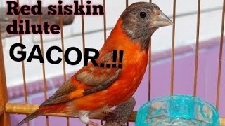 MASTERAN AMPUH RED SISKIN DILUTE GACORSPINUS CUCULLATUS [upl. by Ranee]