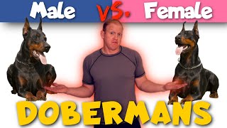 Male vs Female Dobermans How They Are Different [upl. by Leban]