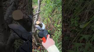 Makes the job much easier than using a hand pruner electricpruningshears pruner gardeningtools [upl. by Sabba]