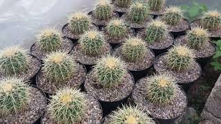 Mi cultivo de echinocactus grusonii tengo que transplantar más de 100 biznagas [upl. by Annovad39]