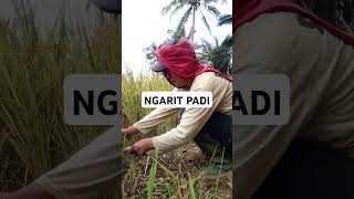 NGARIT PADI PETANI GARUT JAWA BARAT yearofshorts [upl. by Helm267]