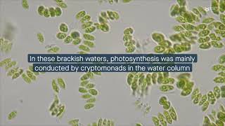 The rivertosea salinity gradient drives microbial diversity and functional patterns [upl. by Yevad]