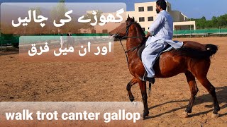 Walking Trotting Cantering Galloping difference  walk trot canter gallop [upl. by Lasko]