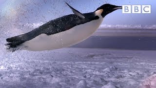 How does a penguin launch itself from the sea  The Wonder of Animals  BBC [upl. by Enahsal]