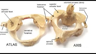 Two Minutes of Anatomy Cervical Atypical Vertebra [upl. by Hurleigh]