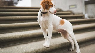 The Essential Role of Brittany Dogs in Ecological Conservation [upl. by Woodsum948]