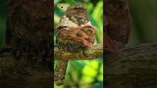 Frogmouth Bird with her Chicks Frogmouth birds bird chicks naturalbeauty animals shorts [upl. by Meece]