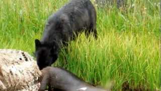 Wolf eating an elk at Yellowstone National Park [upl. by Dorr]