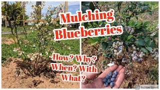 Blueberry Mulch Why How When WhereWhat The definitive guide to mulching highbush blueberries [upl. by Bascomb]