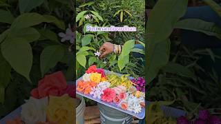 Flowers harvesting flowers Flowers mygarden harvesting gardening shortvideo ytshorts garden [upl. by Dehnel]